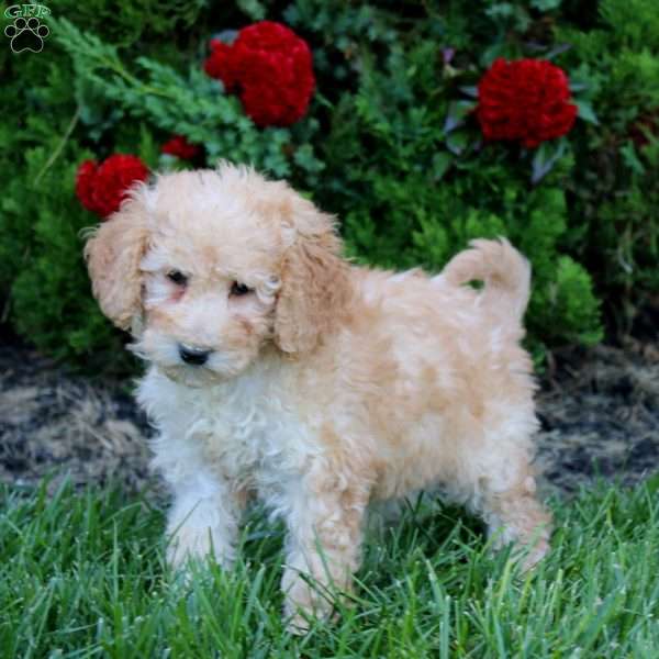 Macy, Mini Goldendoodle Puppy