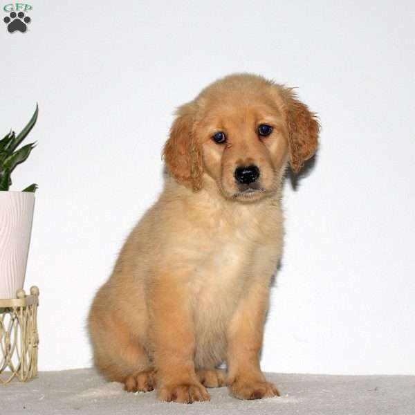 Macy, Goldendoodle Puppy
