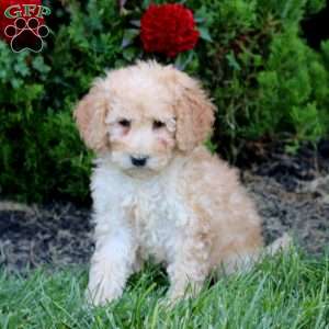 Macy, Mini Goldendoodle Puppy