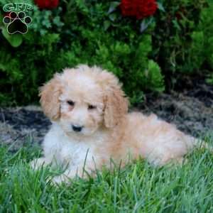 Macy, Mini Goldendoodle Puppy