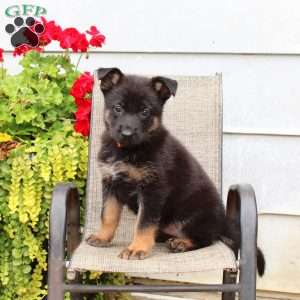 Maddison, German Shepherd Puppy