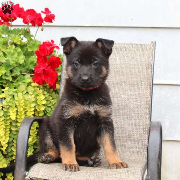 Maddison, German Shepherd Puppy