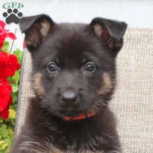 Maddison, German Shepherd Puppy