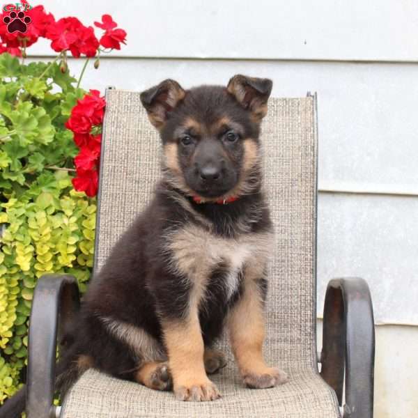 Mae, German Shepherd Puppy
