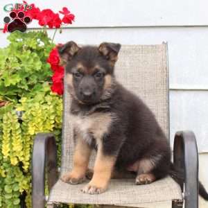 Mae, German Shepherd Puppy