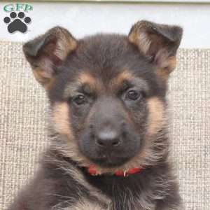 Mae, German Shepherd Puppy
