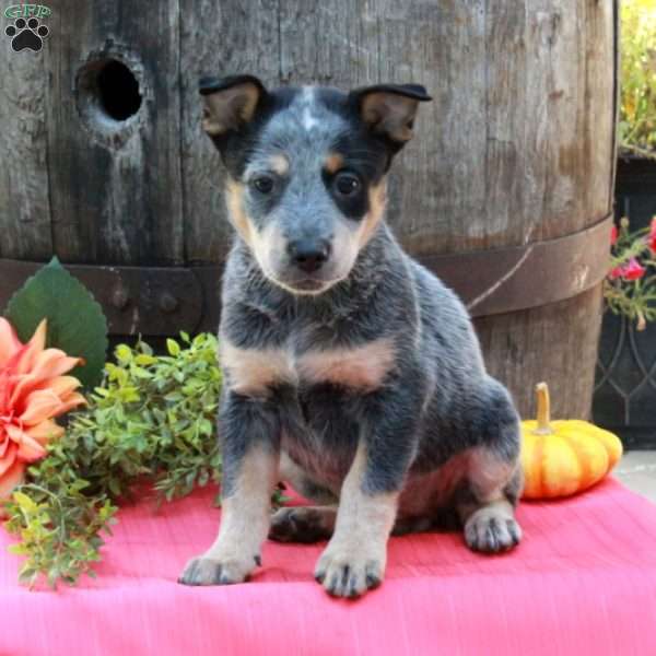 Maeve, Blue Heeler – Australian Cattle Dog Puppy