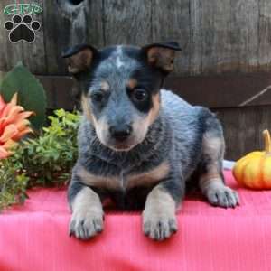 Maeve, Blue Heeler – Australian Cattle Dog Puppy
