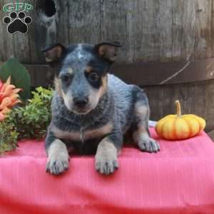 Maeve, Blue Heeler – Australian Cattle Dog Puppy