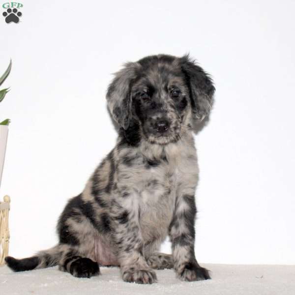 Maggie, Goldendoodle Puppy