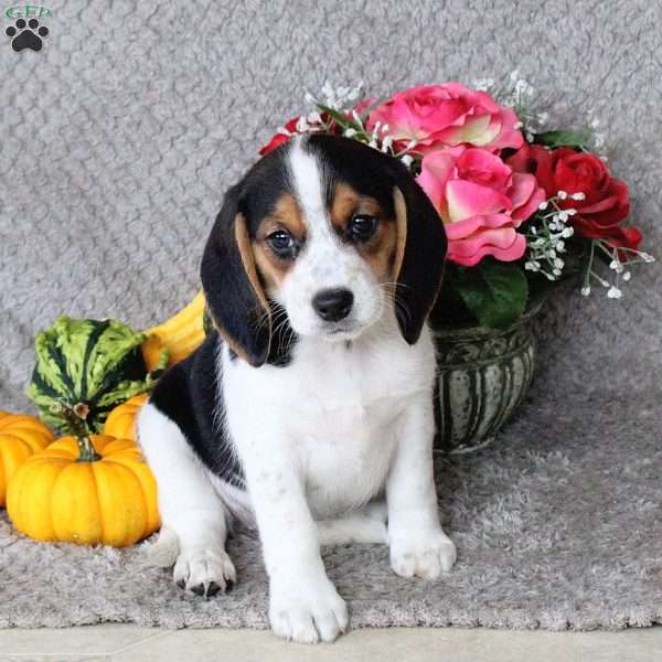 Maggie, Beagle Puppy
