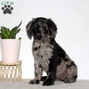 Maggie, Goldendoodle Puppy