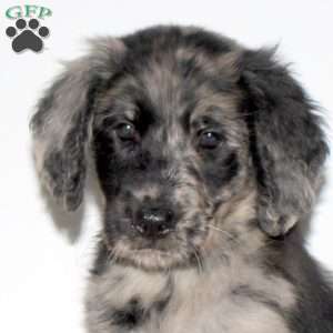 Maggie, Goldendoodle Puppy