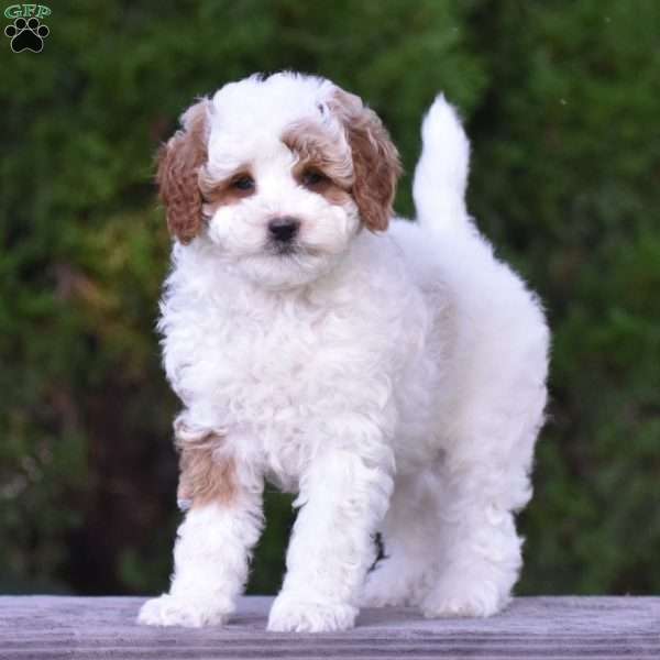 Magnolia, Cavapoo Puppy