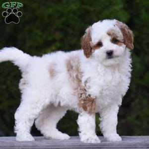 Magnolia, Cavapoo Puppy