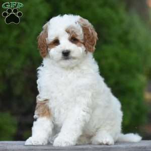 Magnolia, Cavapoo Puppy