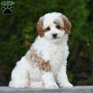 Magnolia, Cavapoo Puppy