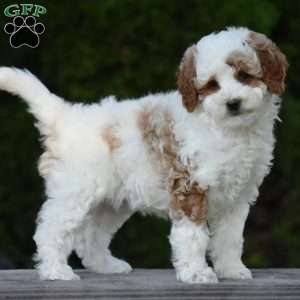 Magnolia, Cavapoo Puppy