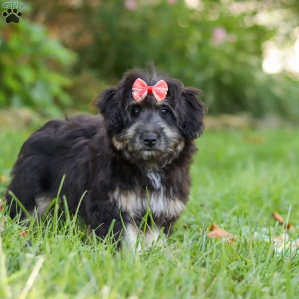 Maisie, Mini Aussiedoodle Puppy