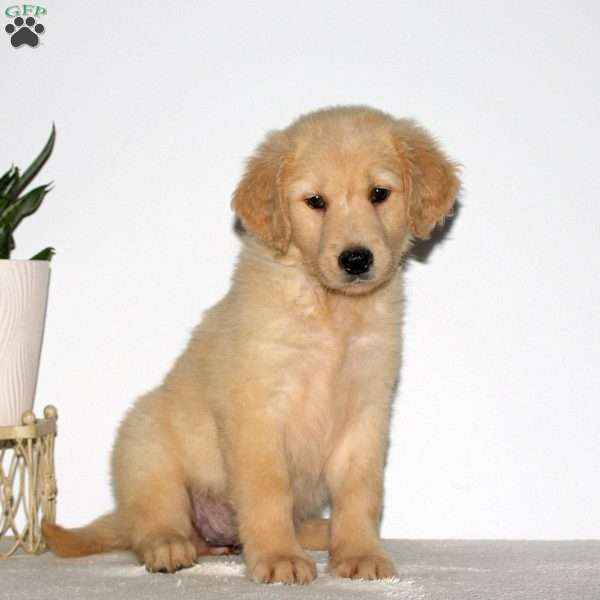 Maizey, Goldendoodle Puppy