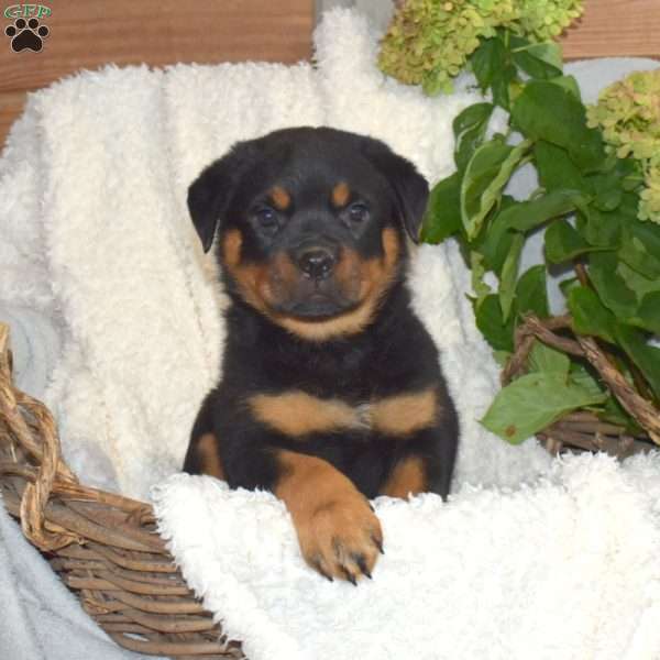 Major, Rottweiler Puppy