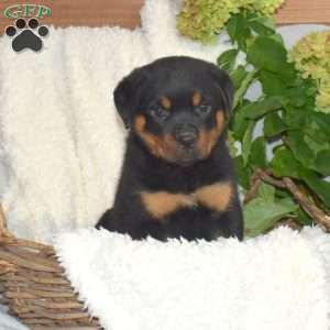 Major, Rottweiler Puppy