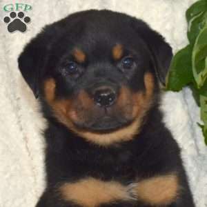 Major, Rottweiler Puppy
