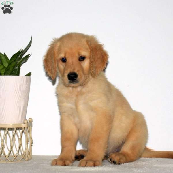 Mallory, Goldendoodle Puppy