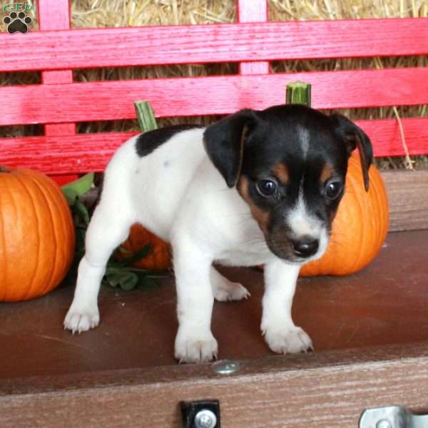 Mallory, Jack Russell Terrier Puppy