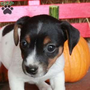 Mallory, Jack Russell Terrier Puppy