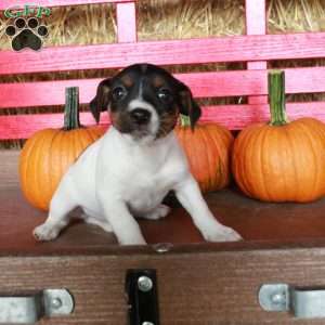 Mallory, Jack Russell Terrier Puppy
