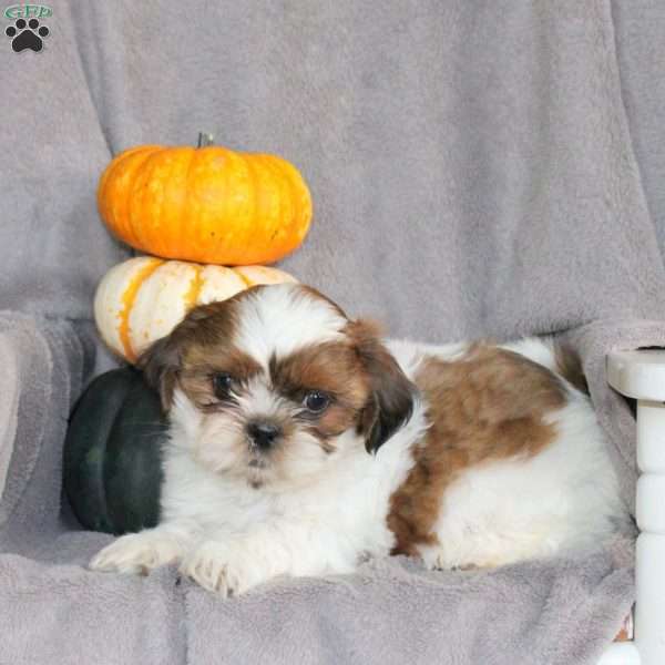 Mandy, Shih Tzu Puppy