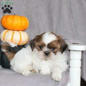 Mandy, Shih Tzu Puppy