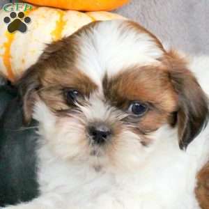 Mandy, Shih Tzu Puppy