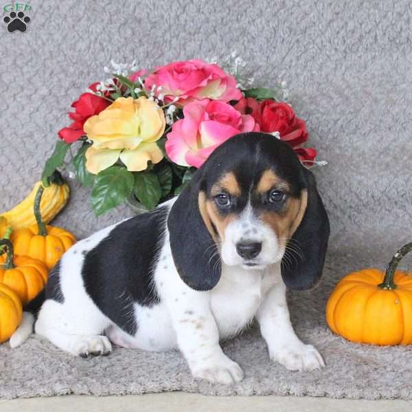 Mango, Beagle Puppy