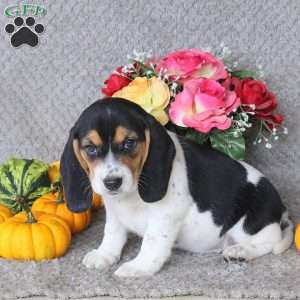 Mango, Beagle Puppy