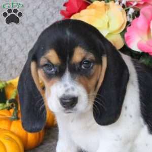 Mango, Beagle Puppy
