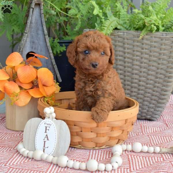 Maple, Mini Goldendoodle Puppy