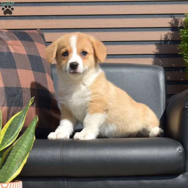Maple, Pembroke Welsh Corgi Puppy
