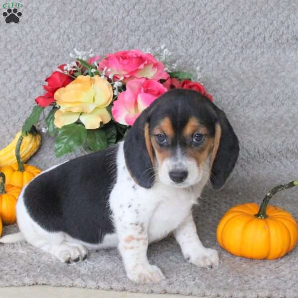 Maple, Beagle Puppy