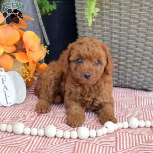 Maple, Mini Goldendoodle Puppy
