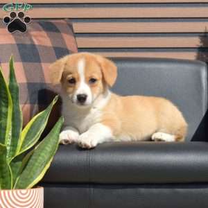 Maple, Pembroke Welsh Corgi Puppy