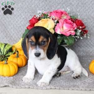 Maple, Beagle Puppy