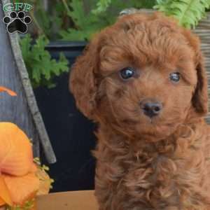 Maple, Mini Goldendoodle Puppy