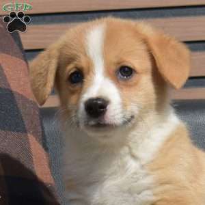 Maple, Pembroke Welsh Corgi Puppy