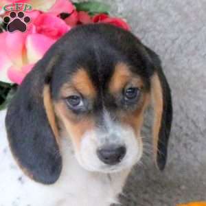 Maple, Beagle Puppy