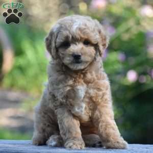 Marcie, Cavapoo Puppy