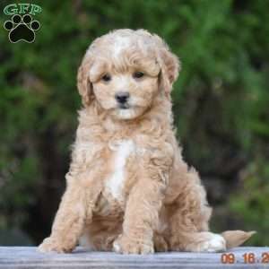 Marcie, Cavapoo Puppy