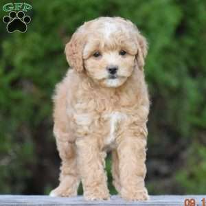 Marcie, Cavapoo Puppy