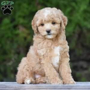 Marcie, Cavapoo Puppy
